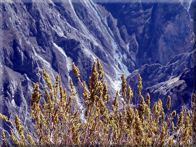 foto Canyon del Colca